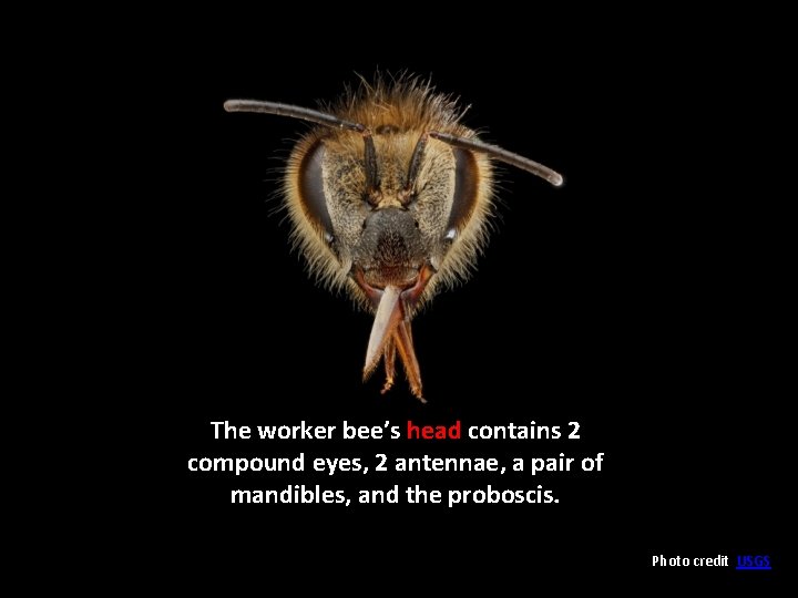 The worker bee’s head contains 2 compound eyes, 2 antennae, a pair of mandibles,
