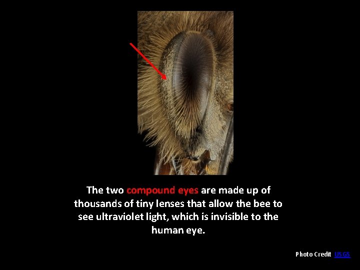 The two compound eyes are made up of thousands of tiny lenses that allow