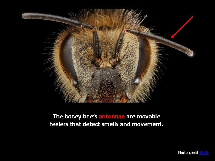 The honey bee’s antennae are movable feelers that detect smells and movement. Photo credit