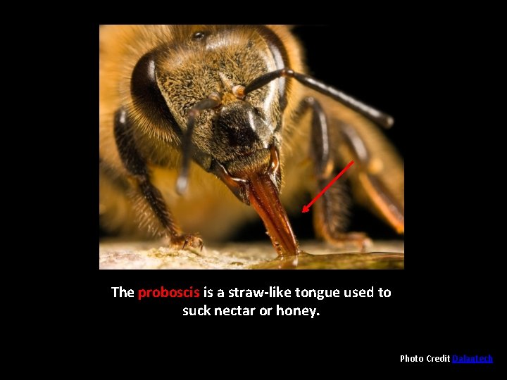 The proboscis is a straw-like tongue used to suck nectar or honey. Photo Credit