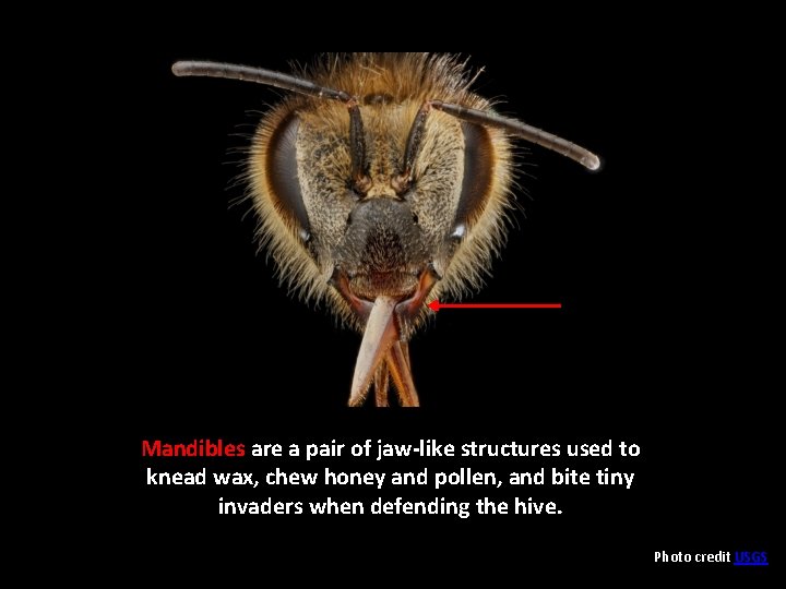 Mandibles are a pair of jaw-like structures used to knead wax, chew honey and