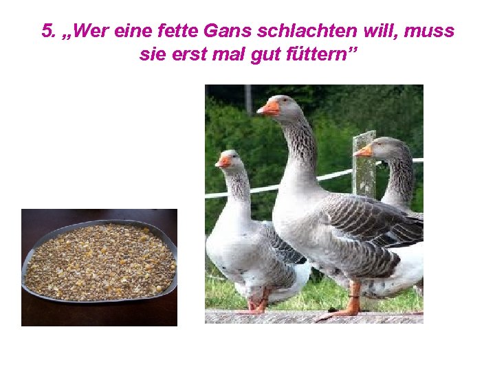 5. „Wer eine fette Gans schlachten will, muss sie erst mal gut füttern” 