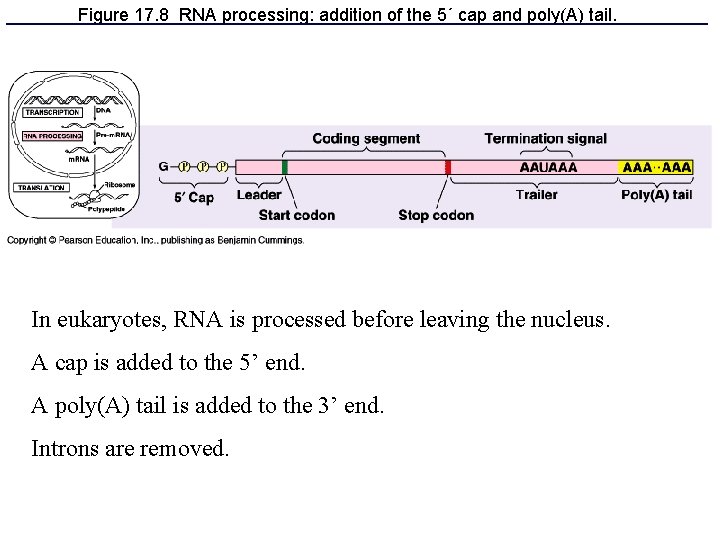 Figure 17. 8 RNA processing: addition of the 5´ cap and poly(A) tail. In