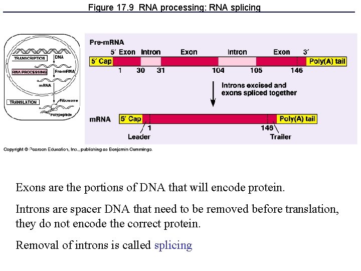 Figure 17. 9 RNA processing: RNA splicing Exons are the portions of DNA that