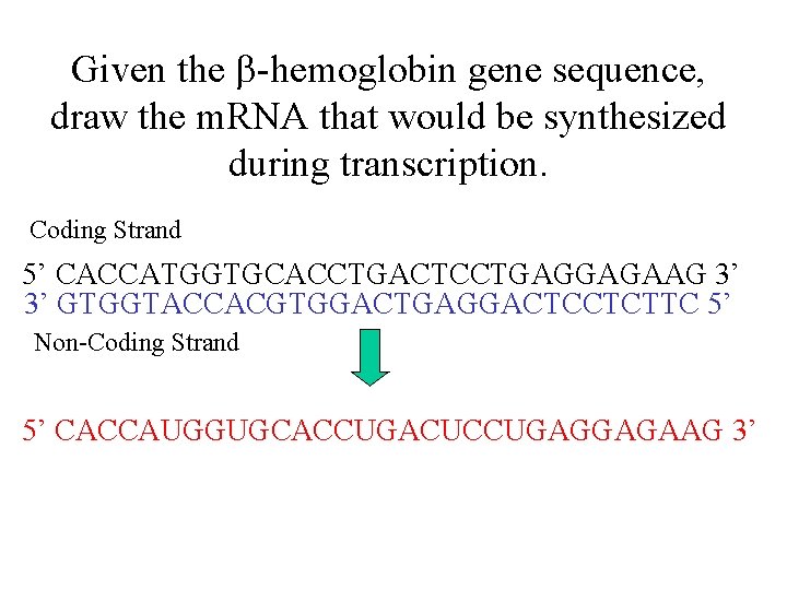 Given the b-hemoglobin gene sequence, draw the m. RNA that would be synthesized during