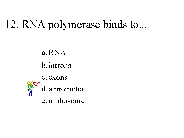12. RNA polymerase binds to. . . a. RNA b. introns c. exons d.