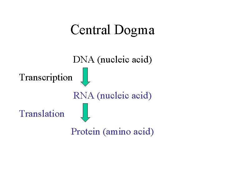 Central Dogma DNA (nucleic acid) Transcription RNA (nucleic acid) Translation Protein (amino acid) 