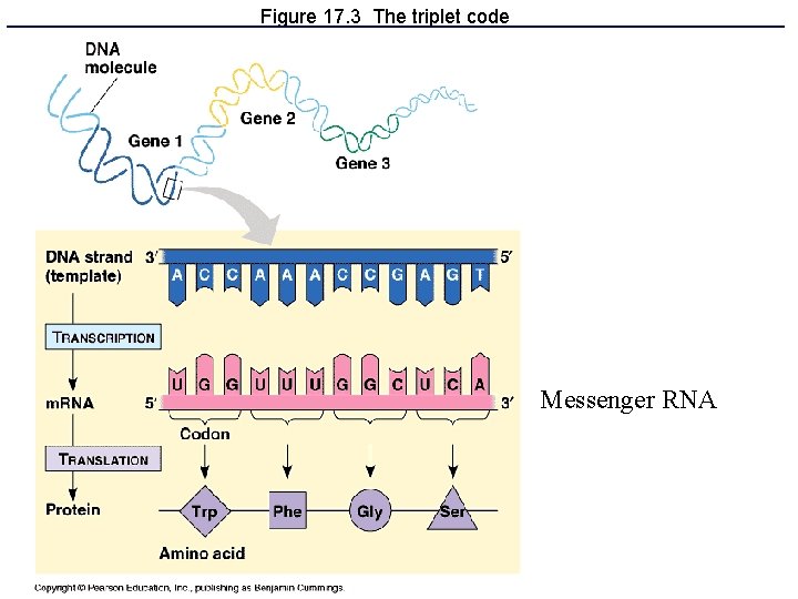 Figure 17. 3 The triplet code Messenger RNA 