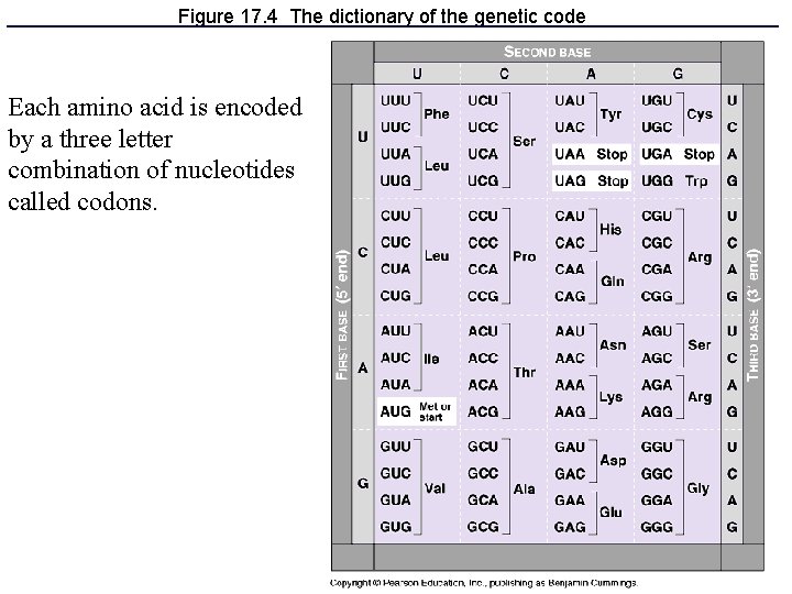 Figure 17. 4 The dictionary of the genetic code Each amino acid is encoded