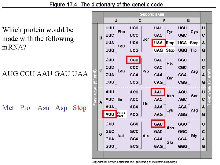 Figure 17. 4 The dictionary of the genetic code Which protein would be made