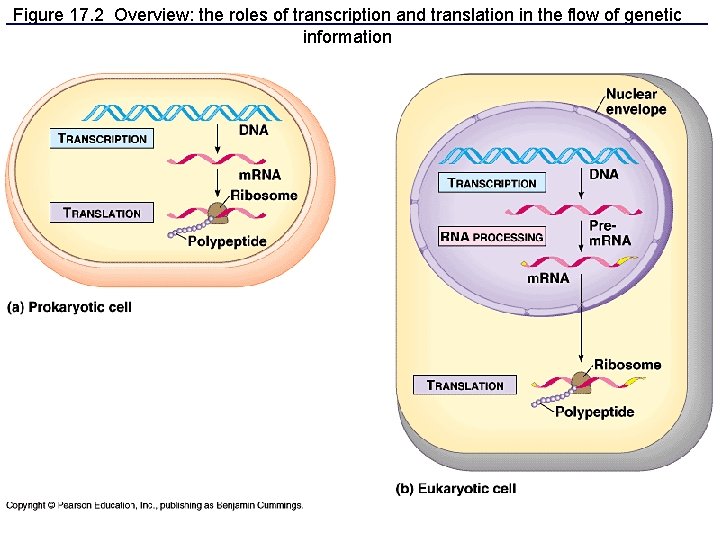 Figure 17. 2 Overview: the roles of transcription and translation in the flow of