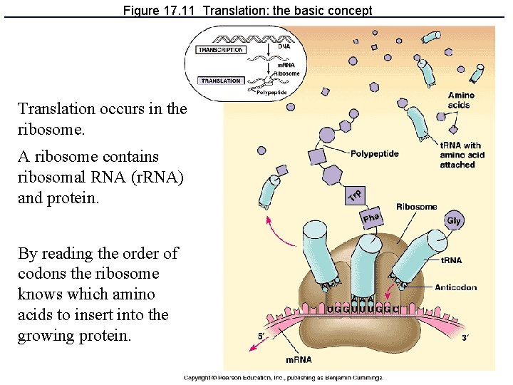 Figure 17. 11 Translation: the basic concept Translation occurs in the ribosome. A ribosome