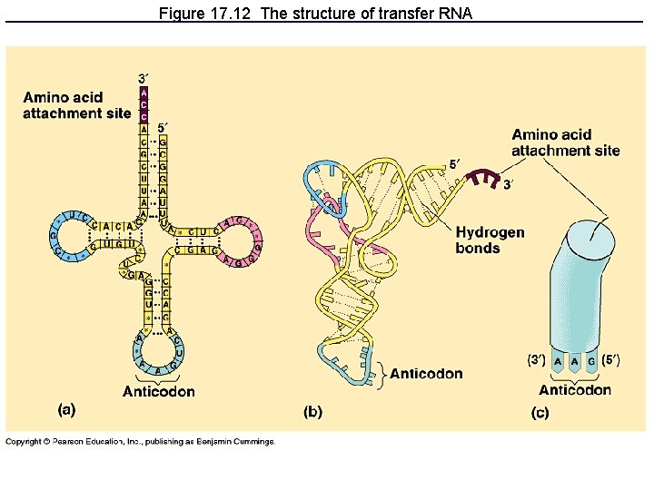 Figure 17. 12 The structure of transfer RNA 