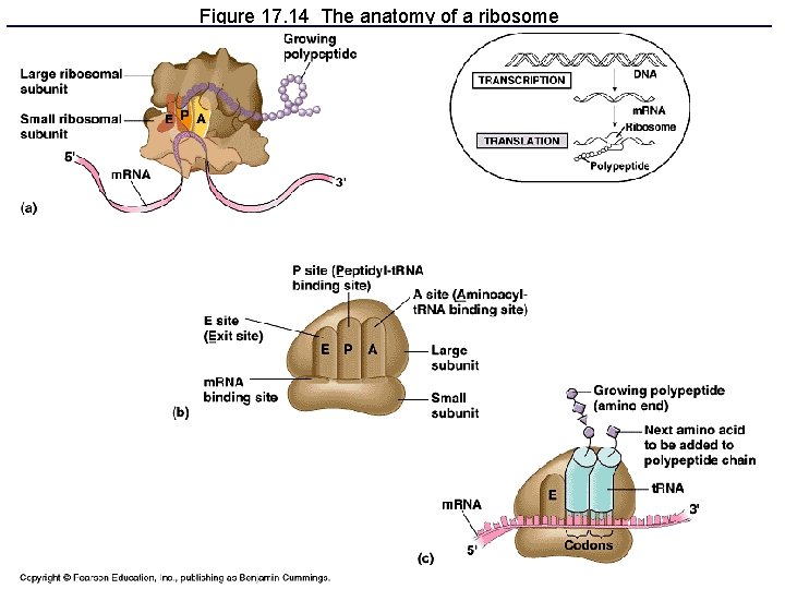 Figure 17. 14 The anatomy of a ribosome 