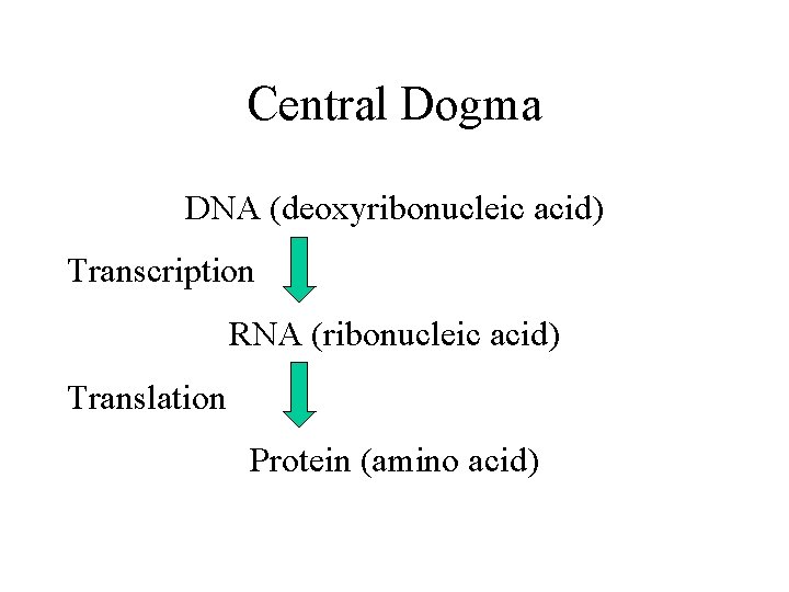 Central Dogma DNA (deoxyribonucleic acid) Transcription RNA (ribonucleic acid) Translation Protein (amino acid) 