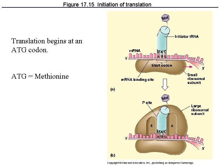 Figure 17. 15 Initiation of translation Translation begins at an ATG codon. ATG =