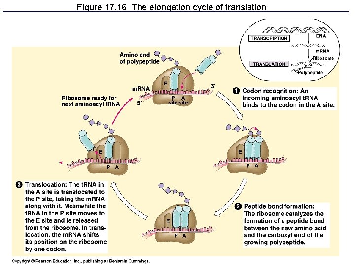 Figure 17. 16 The elongation cycle of translation 