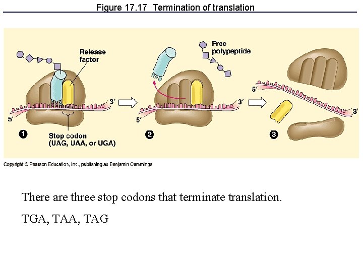 Figure 17. 17 Termination of translation There are three stop codons that terminate translation.