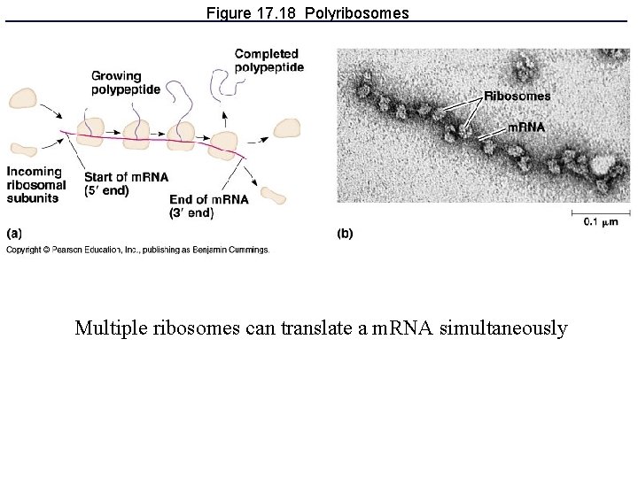 Figure 17. 18 Polyribosomes Multiple ribosomes can translate a m. RNA simultaneously 