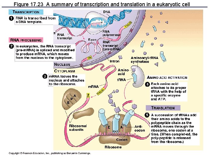 Figure 17. 23 A summary of transcription and translation in a eukaryotic cell 