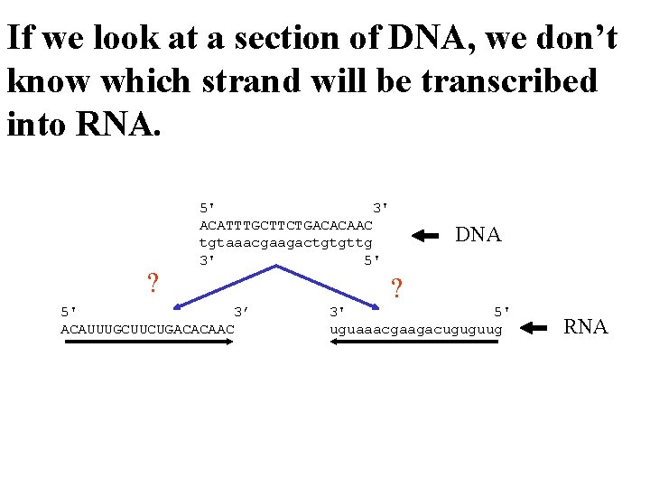 If we look at a section of DNA, we don’t know which strand will