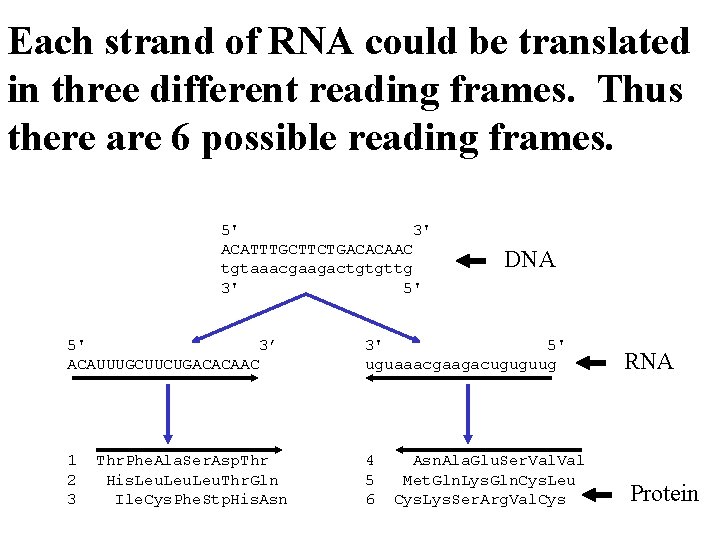Each strand of RNA could be translated in three different reading frames. Thus there