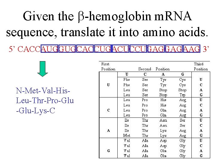 Given the b-hemoglobin m. RNA sequence, translate it into amino acids. 5’ CACCAUGGUGCACCUGACUCCUGAGGAGAAG 3’