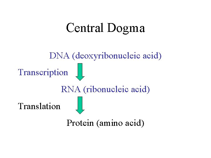 Central Dogma DNA (deoxyribonucleic acid) Transcription RNA (ribonucleic acid) Translation Protein (amino acid) 