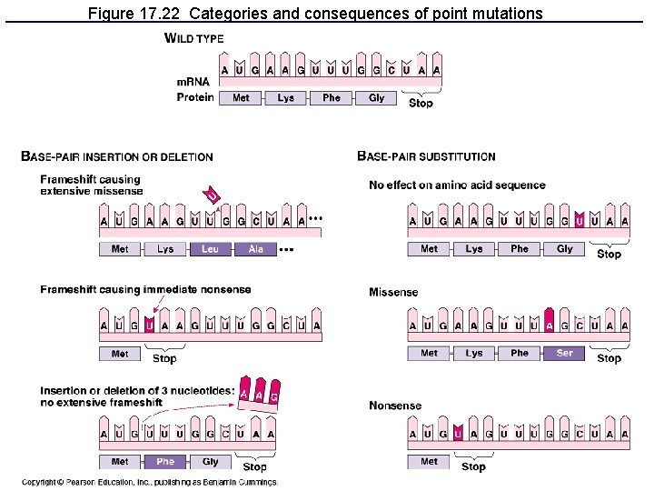 Figure 17. 22 Categories and consequences of point mutations 