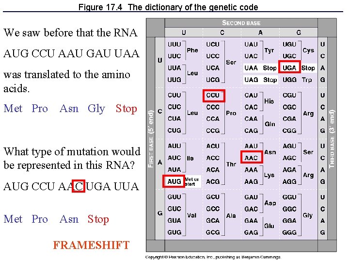 Figure 17. 4 The dictionary of the genetic code We saw before that the