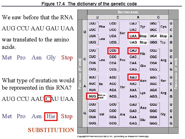 Figure 17. 4 The dictionary of the genetic code We saw before that the