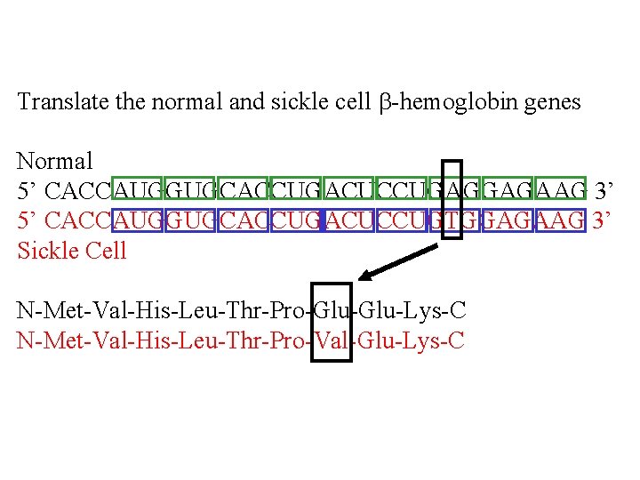 Translate the normal and sickle cell b-hemoglobin genes Normal 5’ CACCAUGGUGCACCUGACUCCUGAGGAGAAG 3’ 5’ CACCAUGGUGCACCUGACUCCUGTGGAGAAG