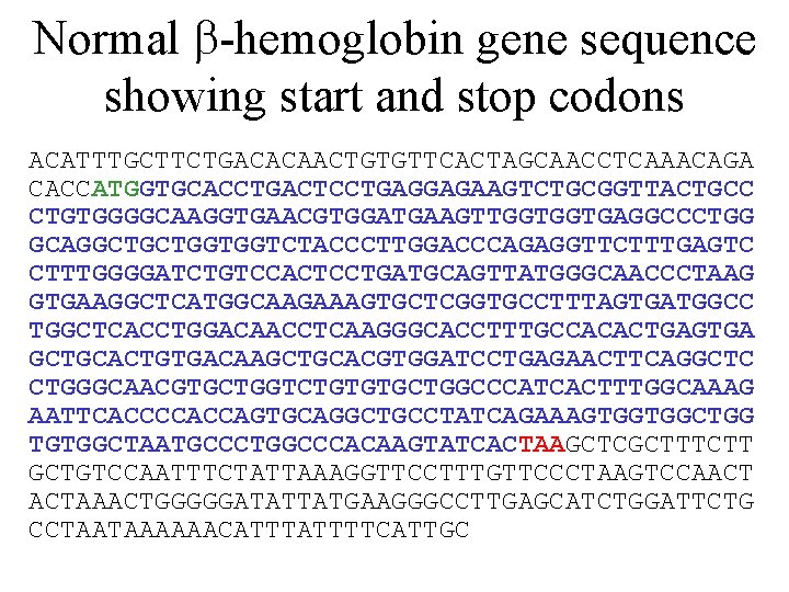Normal b-hemoglobin gene sequence showing start and stop codons ACATTTGCTTCTGACACAACTGTGTTCACTAGCAACCTCAAACAGA CACCATGGTGCACCTGACTCCTGAGGAGAAGTCTGCGGTTACTGCC CTGTGGGGCAAGGTGAACGTGGATGAAGTTGGTGGTGAGGCCCTGG GCAGGCTGCTGGTGGTCTACCCTTGGACCCAGAGGTTCTTTGAGTC CTTTGGGGATCTGTCCACTCCTGATGCAGTTATGGGCAACCCTAAG