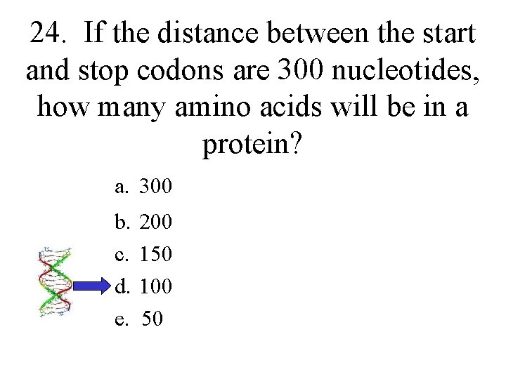 24. If the distance between the start and stop codons are 300 nucleotides, how