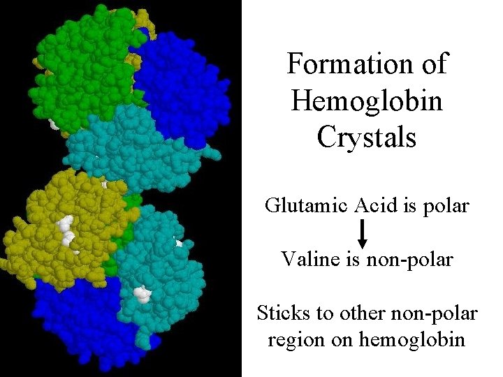 Formation of Hemoglobin Crystals Glutamic Acid is polar Valine is non-polar Sticks to other