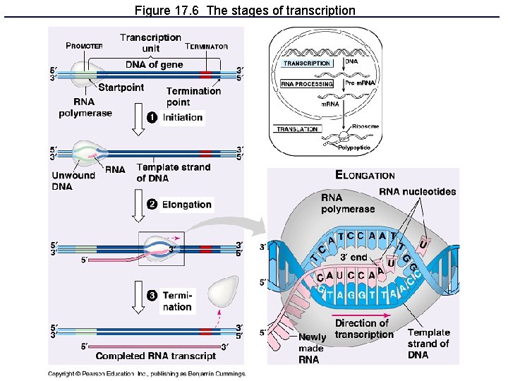 Figure 17. 6 The stages of transcription 