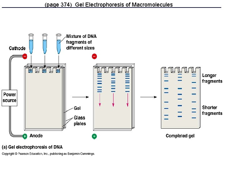 (page 374) Gel Electrophoresis of Macromolecules 