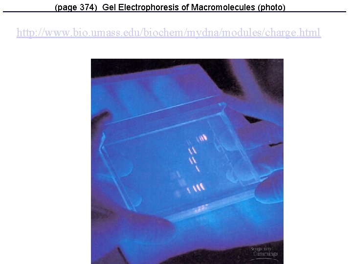 (page 374) Gel Electrophoresis of Macromolecules (photo) http: //www. bio. umass. edu/biochem/mydna/modules/charge. html 