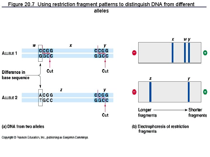Figure 20. 7 Using restriction fragment patterns to distinguish DNA from different alleles 