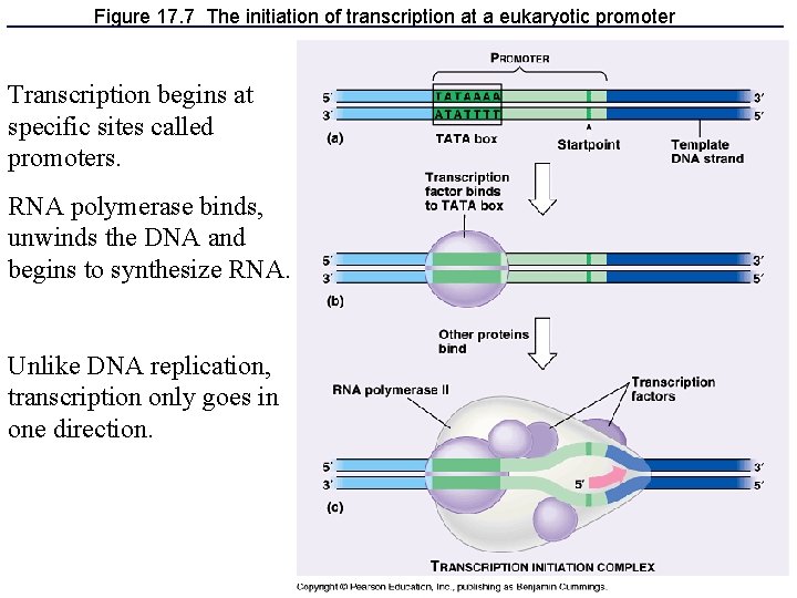 Figure 17. 7 The initiation of transcription at a eukaryotic promoter Transcription begins at