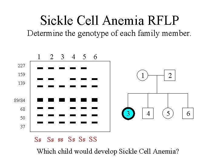 Sickle Cell Anemia RFLP Determine the genotype of each family member. 1 2 3