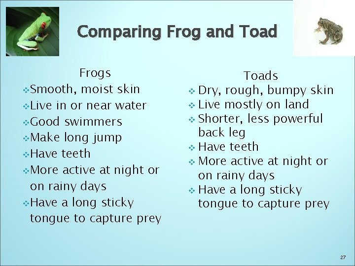 Comparing Frog and Toad Frogs v. Smooth, moist skin v. Live in or near