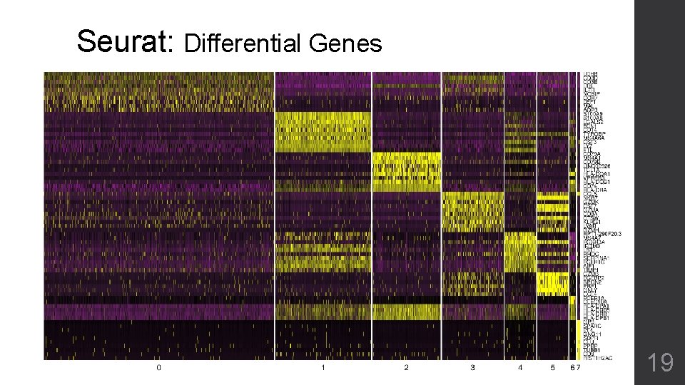 Seurat: Differential Genes 19 