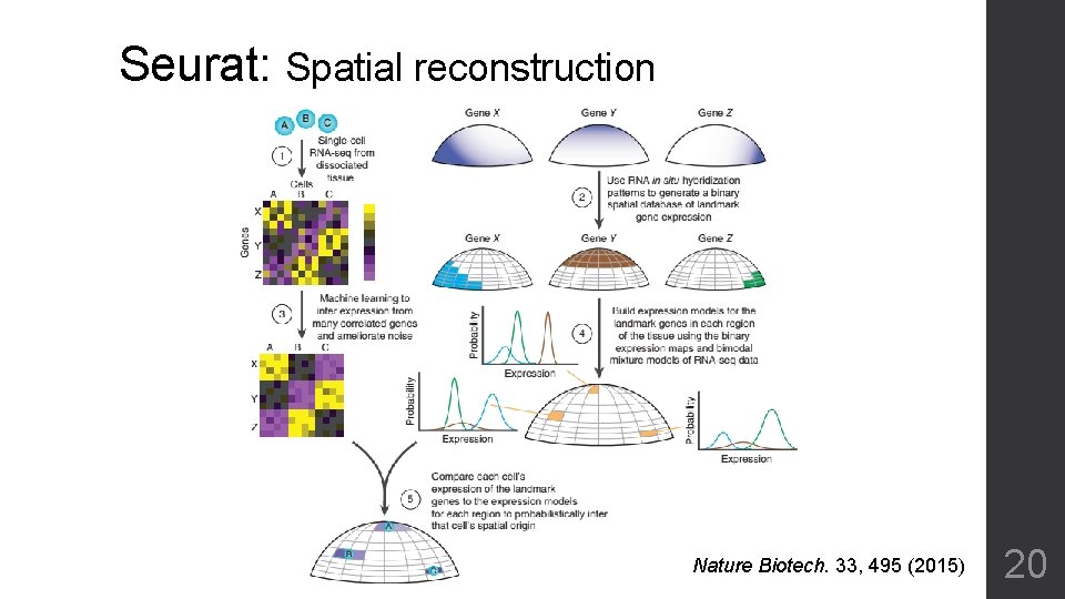 Seurat: Spatial reconstruction Nature Biotech. 33, 495 (2015) 20 