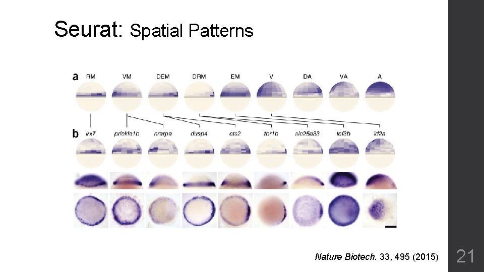 Seurat: Spatial Patterns Nature Biotech. 33, 495 (2015) 21 