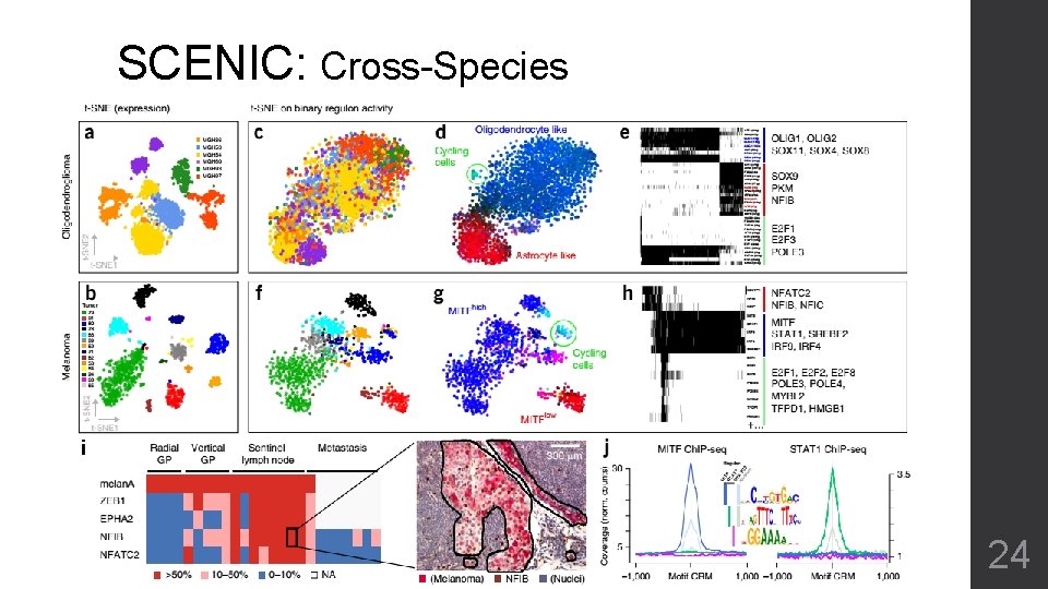 SCENIC: Cross-Species 24 