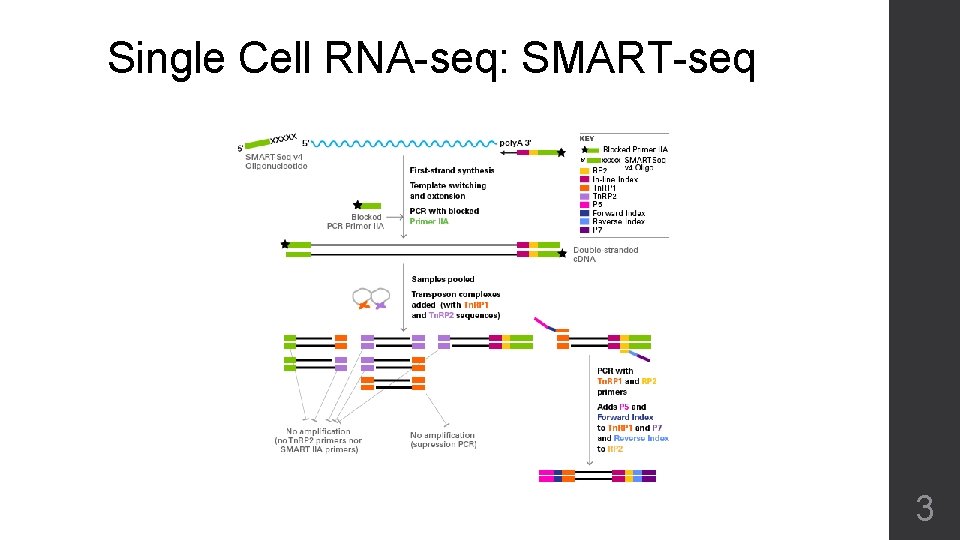 Single Cell RNA-seq: SMART-seq 3 