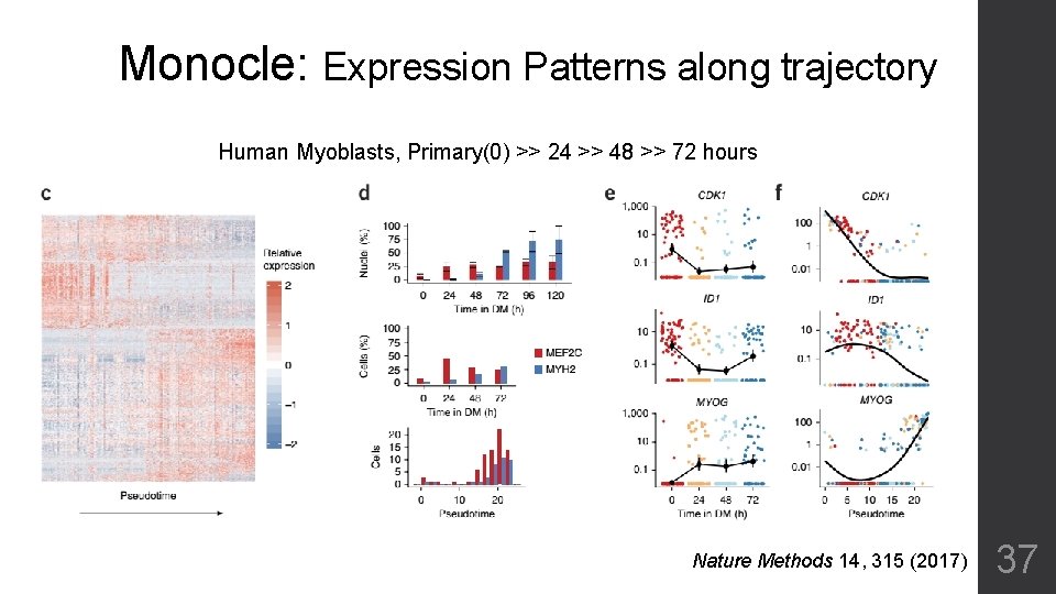 Monocle: Expression Patterns along trajectory Human Myoblasts, Primary(0) >> 24 >> 48 >> 72