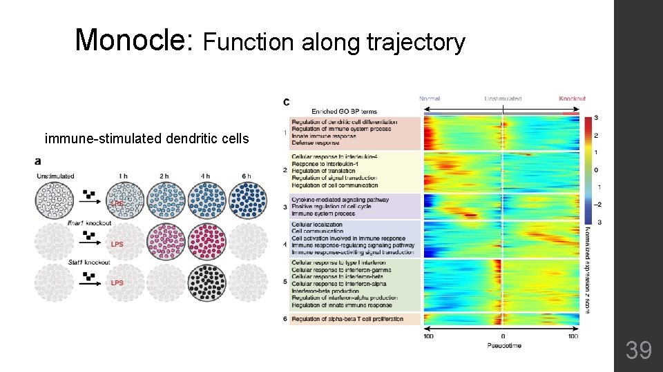 Monocle: Function along trajectory immune-stimulated dendritic cells 39 