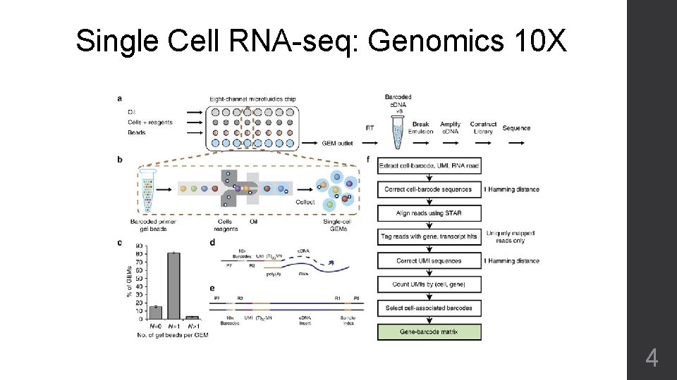 Single Cell RNA-seq: Genomics 10 X 4 